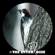 Acorn Woodpecker