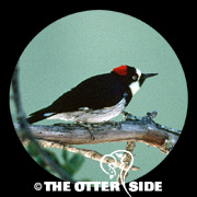 Acorn Woodpecker