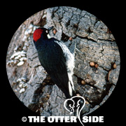 Acorn Woodpecker
