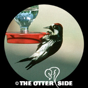 Acorn Woodpecker