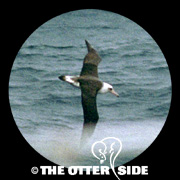Laysan Albatross