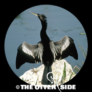 Anhinga