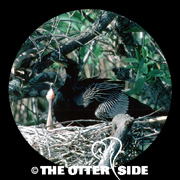 Anhinga