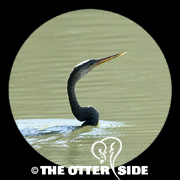 Anhinga