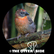 Red-throated Ant-Tanager