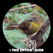 Red-throated Ant-Tanager