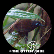 Chestnut-backed Antbird