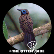 Ocellated Antbird