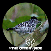Barred Antshrike