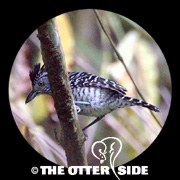 Barred Antshrike