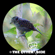 Fasciated Antshrike