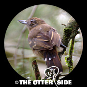 Western Slaty Antshrike
