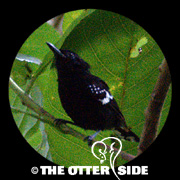 Dot-winged Antwren