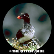 Parakeet Auklet