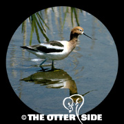 American Avocet