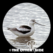 American Avocet