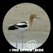 American Avocet