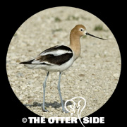 American Avocet