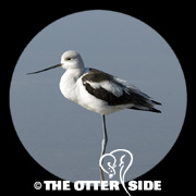 American Avocet