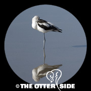 American Avocet