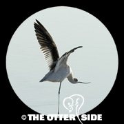 American Avocet