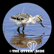 American Avocet