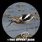 American Avocet