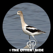 American Avocet