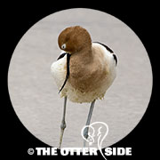 American Avocet