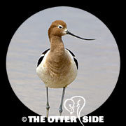 American Avocet