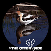 American Avocet