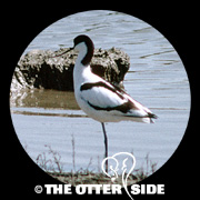 Pied Avocet