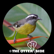 Bananaquit