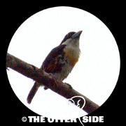 Spot-crowned Barbet