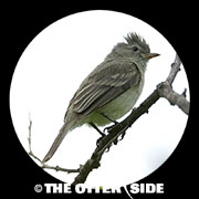 Northern Beardless-Tyrannulet