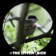 Gray-collared Becard