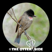 Rose-throated Becard
