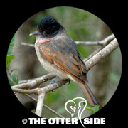 Rose-throated Becard