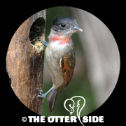 Rose-throated Becard