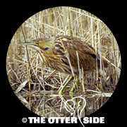 American Bittern