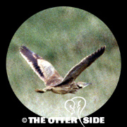 American Bittern