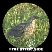 American Bittern