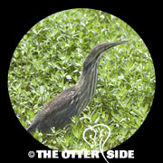 American Bittern