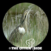 American Bittern