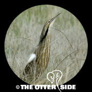 American Bittern