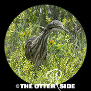 American Bittern