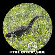 American Bittern