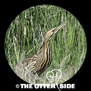 American Bittern
