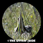 American Bittern