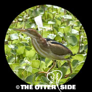 Least Bittern